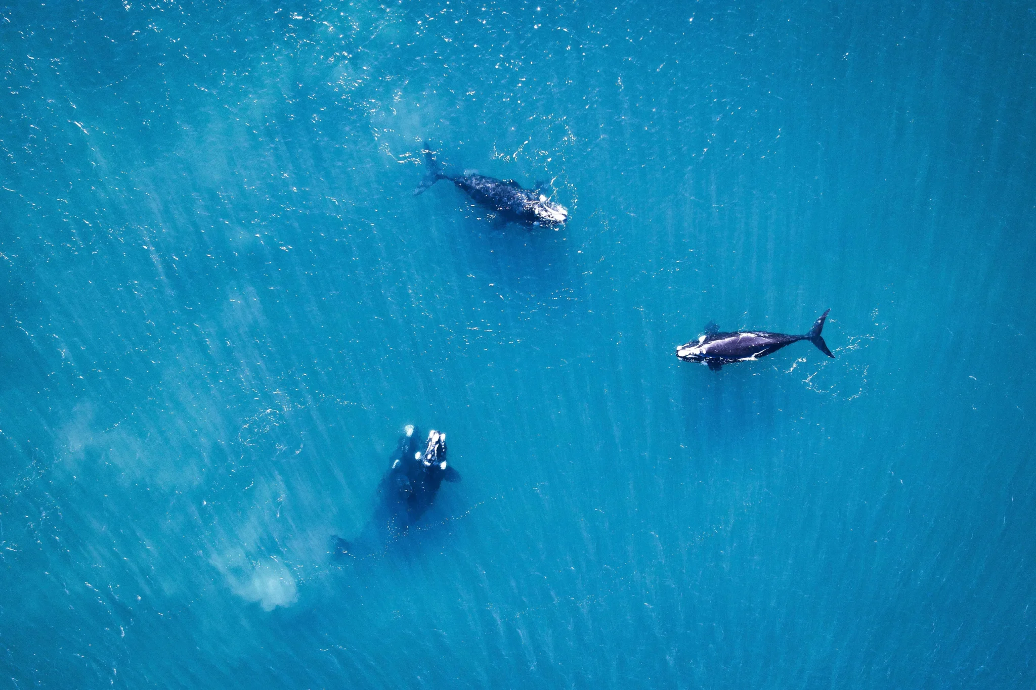 dji_fly_20230717_123942_601_1689612831256_photo (1)