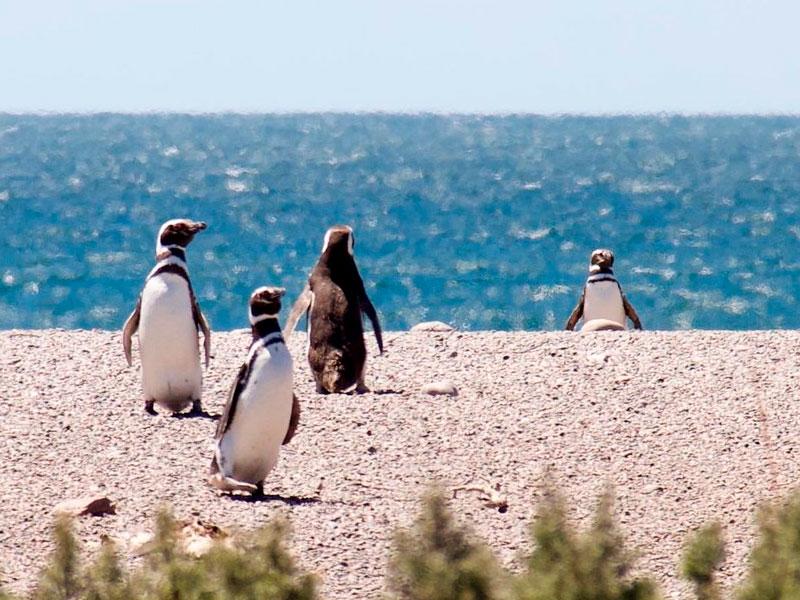 Punta Tombo